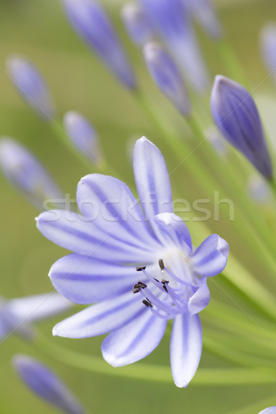 Stock photo: African blue lily (agapanthos africanus) with shallow DOF