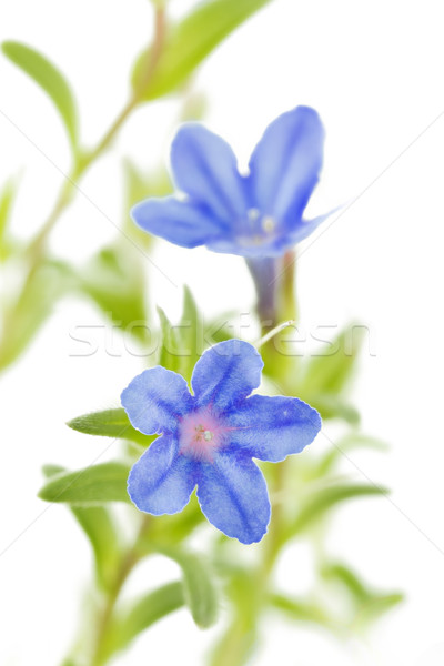 Lithodora diffusa flower on white Stock photo © haraldmuc