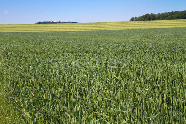 Wheat field in Bavaria, Germany Stock photo © haraldmuc