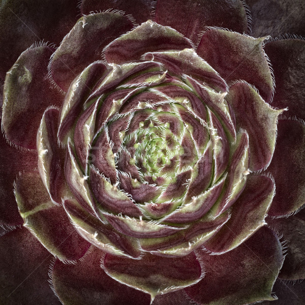 Sempervivum plant, closeup Stock photo © haraldmuc