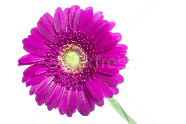 Single pink Gerbera flower on white Stock photo © haraldmuc