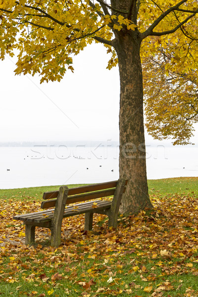 Park bench and tree on lake Chiemsee in autumn Stock photo © haraldmuc
