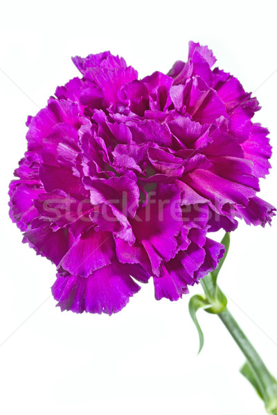 Carnation flower (Dianthus) on white background Stock photo © haraldmuc