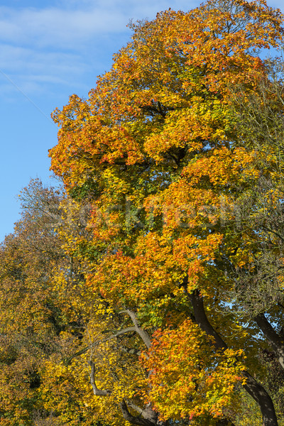 Baum Herbstlaub Holz Wald Natur Blatt Stock foto © haraldmuc