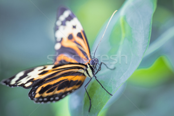 Stockfoto: Tropische · vlinder · tuin · schoonheid · groene · tijger
