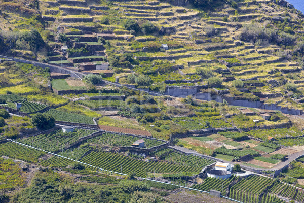 Madeira Portugália sziget tájkép zöld farm Stock fotó © haraldmuc