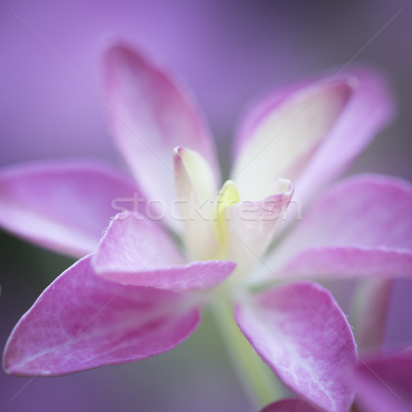 Floare tip ma romantism frumuseţe verde Imagine de stoc © haraldmuc
