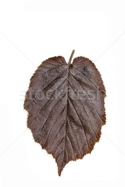Brown hazel leaf (Corylus maxima)  Stock photo © haraldmuc
