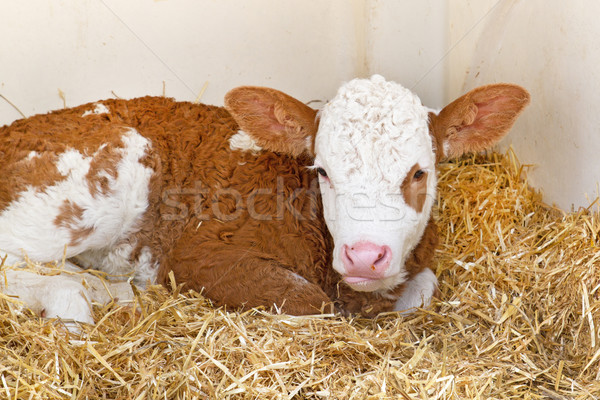 Baby cow calf in straw Stock photo © haraldmuc