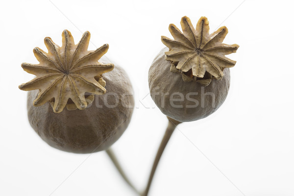 Dry poppy flower closeup, isolated Stock photo © haraldmuc