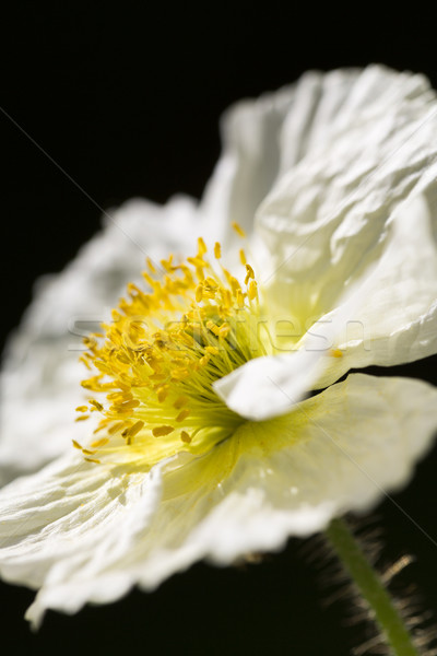 White Iceland poppy (Papaver nudicaule)  Stock photo © haraldmuc