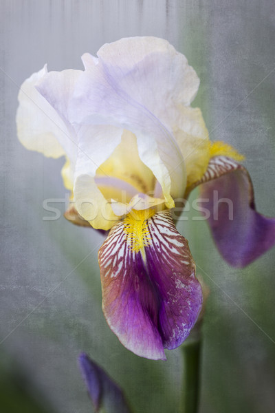 Iris floare primăvară natură frunze Imagine de stoc © haraldmuc