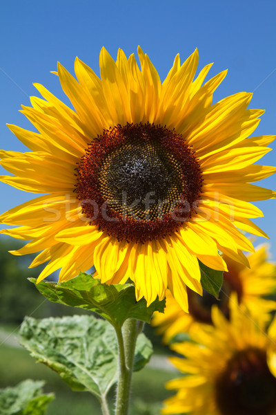 Stock photo: Blooming Sunflower (Helianthus)