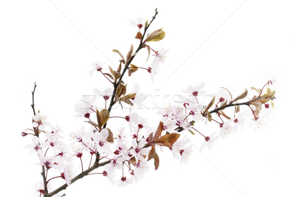 Twig of a blooming Cherry Plum or Myrobalan on white Stock photo © haraldmuc