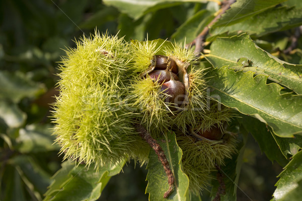 Chestnuts on a tree, Germany Stock photo © haraldmuc