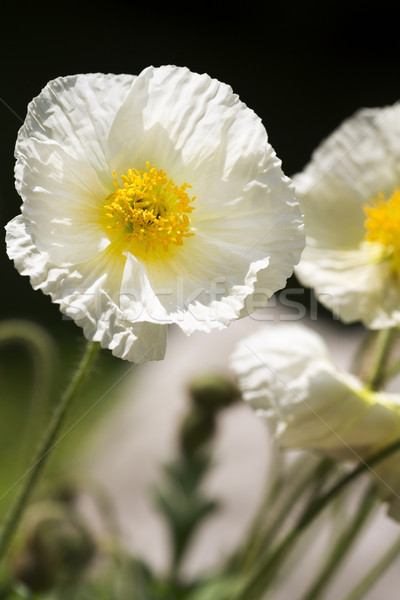 White Iceland poppy (Papaver nudicaule)  Stock photo © haraldmuc