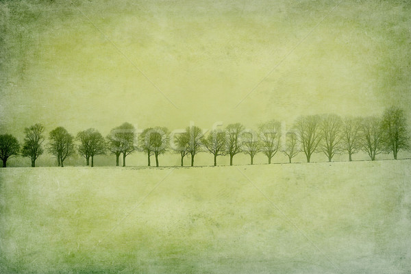 Foto d'archivio: Spoglio · vicolo · alberi · neve · campo