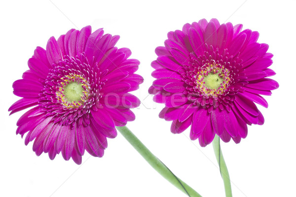 Two Gerbera flowers on white Stock photo © haraldmuc