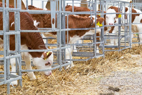 Baba tehén vádli ketrec természet tej Stock fotó © haraldmuc