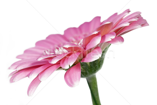 Single pink Gerbera flower closeup Stock photo © haraldmuc