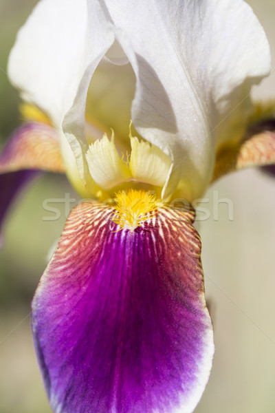 Foto d'archivio: Iris · fiore · primo · piano · primavera · natura · foglia