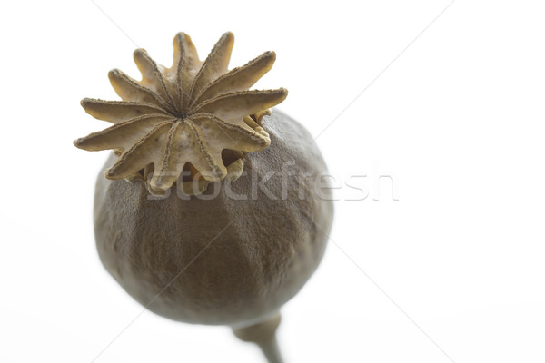 Dry poppy flower closeup, isolated Stock photo © haraldmuc