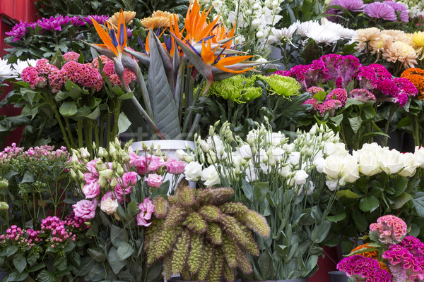 świeże kwiaty kwiaciarnia ogród sprzedaży kupić Zdjęcia stock © haraldmuc