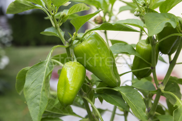 Stockfoto: Peper · plant · groene · paprika · voedsel · blad