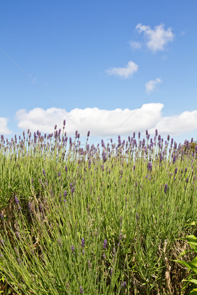 Lavender (Lavandula angustifolia) farming on the channel islands Stock photo © haraldmuc