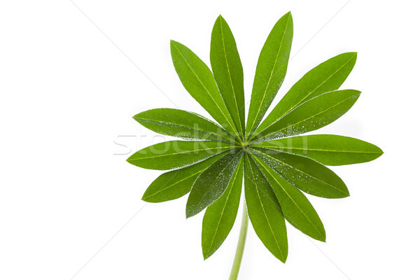 Single lupine leaf with water drops Stock photo © haraldmuc