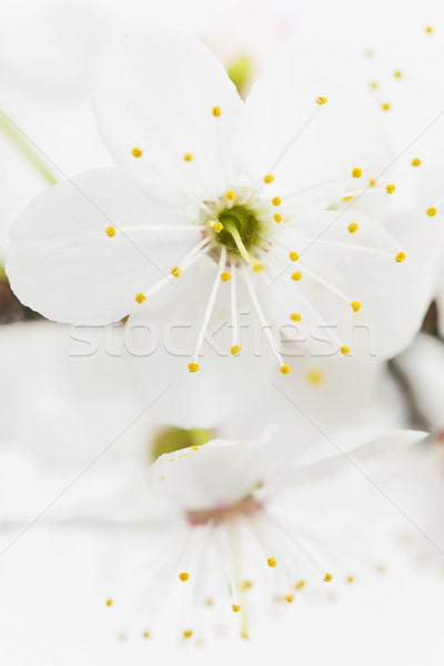 Blackthorn (prunus spinosa ) blossoms Stock photo © haraldmuc