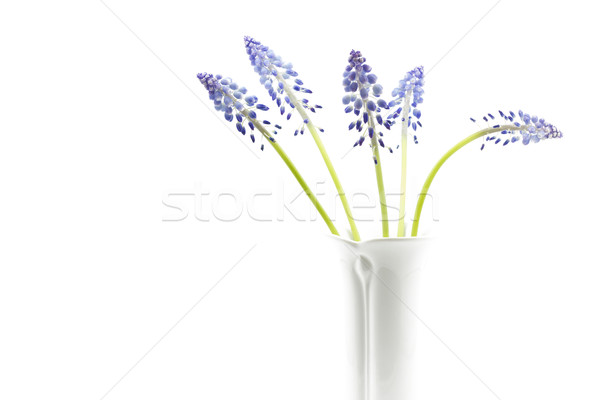 Muscari flowers on white background Stock photo © haraldmuc