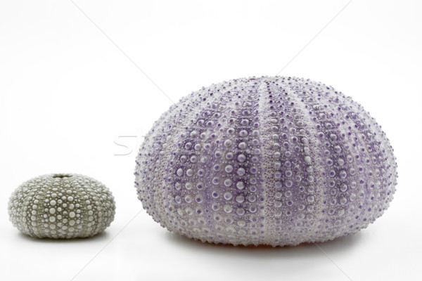 Sea urchin shells isolated on white Stock photo © haraldmuc
