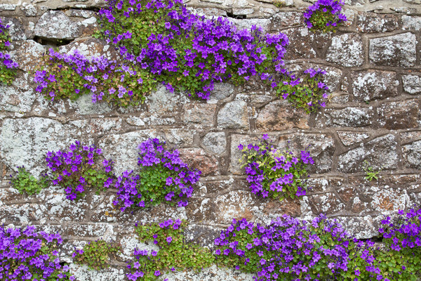 Adria Bellflower (Campanula portenschlagiana) Stock photo © haraldmuc