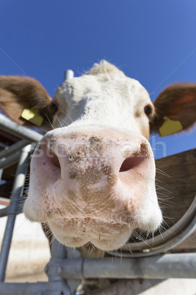 Cow portrait against blue sky, Bavaria, Germany Stock photo © haraldmuc