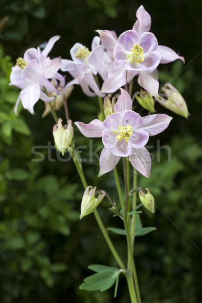 Aquilegia vulgaris flower in the garden Stock photo © haraldmuc