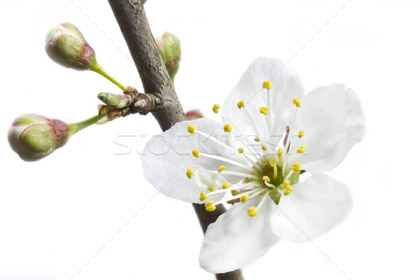 White blossom of a Cherry plum or Myrobalan (Prunus cerasifera) Stock photo © haraldmuc