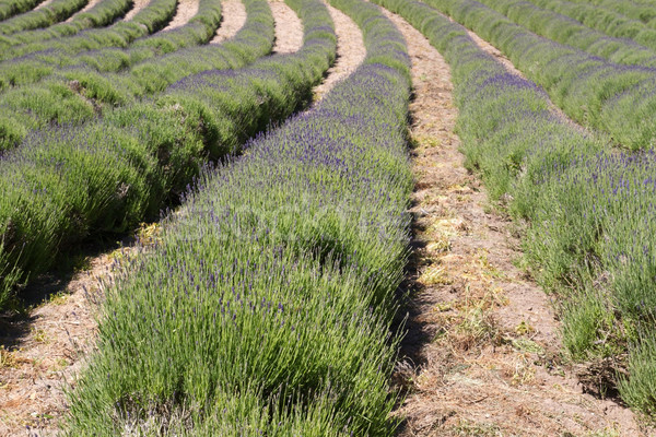 Stock photo: Lavender (Lavandula angustifolia) farming on the channel islands
