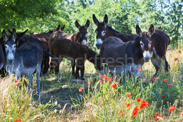 Stock photo: Herd of Donkeys in Italy, Le Marche