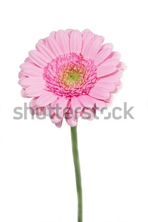 Single pink Gerbera flower closeup Stock photo © haraldmuc