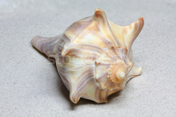Single sea snail lying on sand Stock photo © haraldmuc