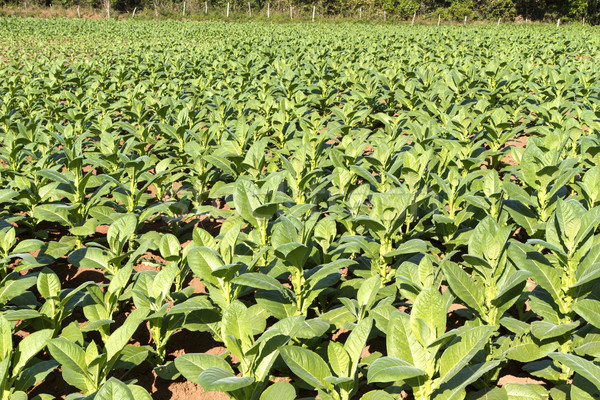 Tobacco farming on Cuba Stock photo © haraldmuc