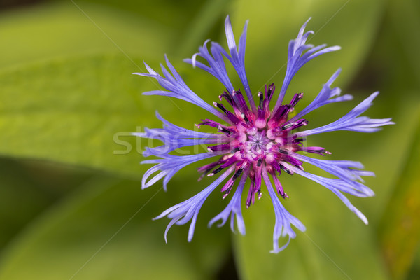 Foto d'archivio: Montana · fiore · primo · piano · foglia · estate · blu