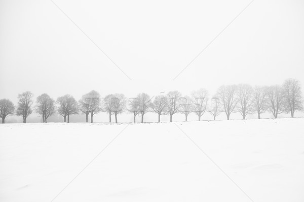 Sin hojas callejón árboles nieve campo niebla Foto stock © haraldmuc
