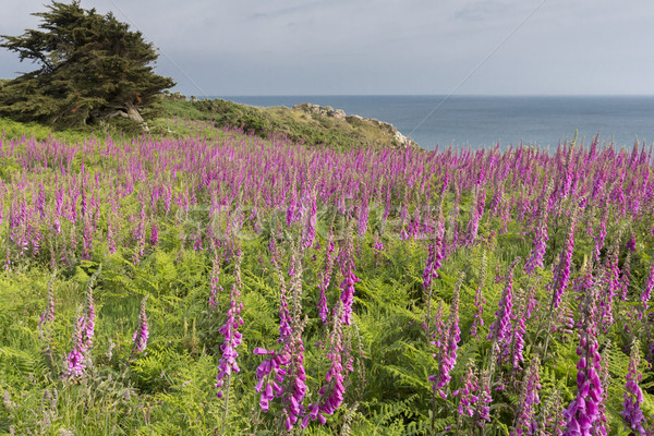 Stock photo: Digitalis flowers growing on Jersey island, UK