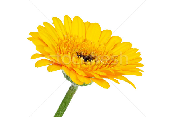 Single yellow Gerbera flower closeup Stock photo © haraldmuc