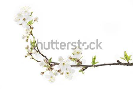 Blackthorn (prunus spinosa ) blossoms Stock photo © haraldmuc