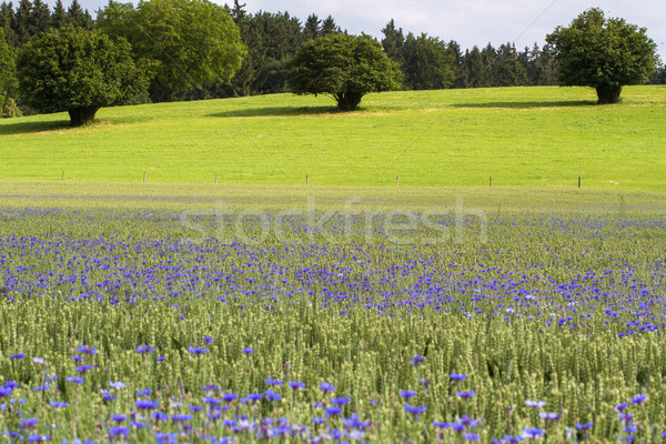 Blooming Cornflowers (Centaurea cyanus) in a wheat field Stock photo © haraldmuc