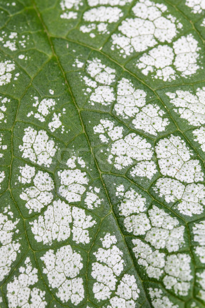Brunnera macrophylla leaf, closeup Stock photo © haraldmuc