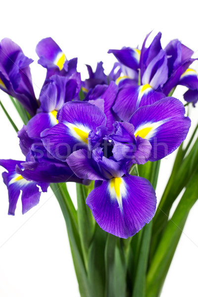 Dark purple iris flowers isolated on white Stock photo © haraldmuc